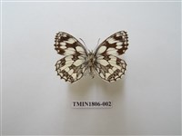 藏品(蛇目蝶科)的圖片